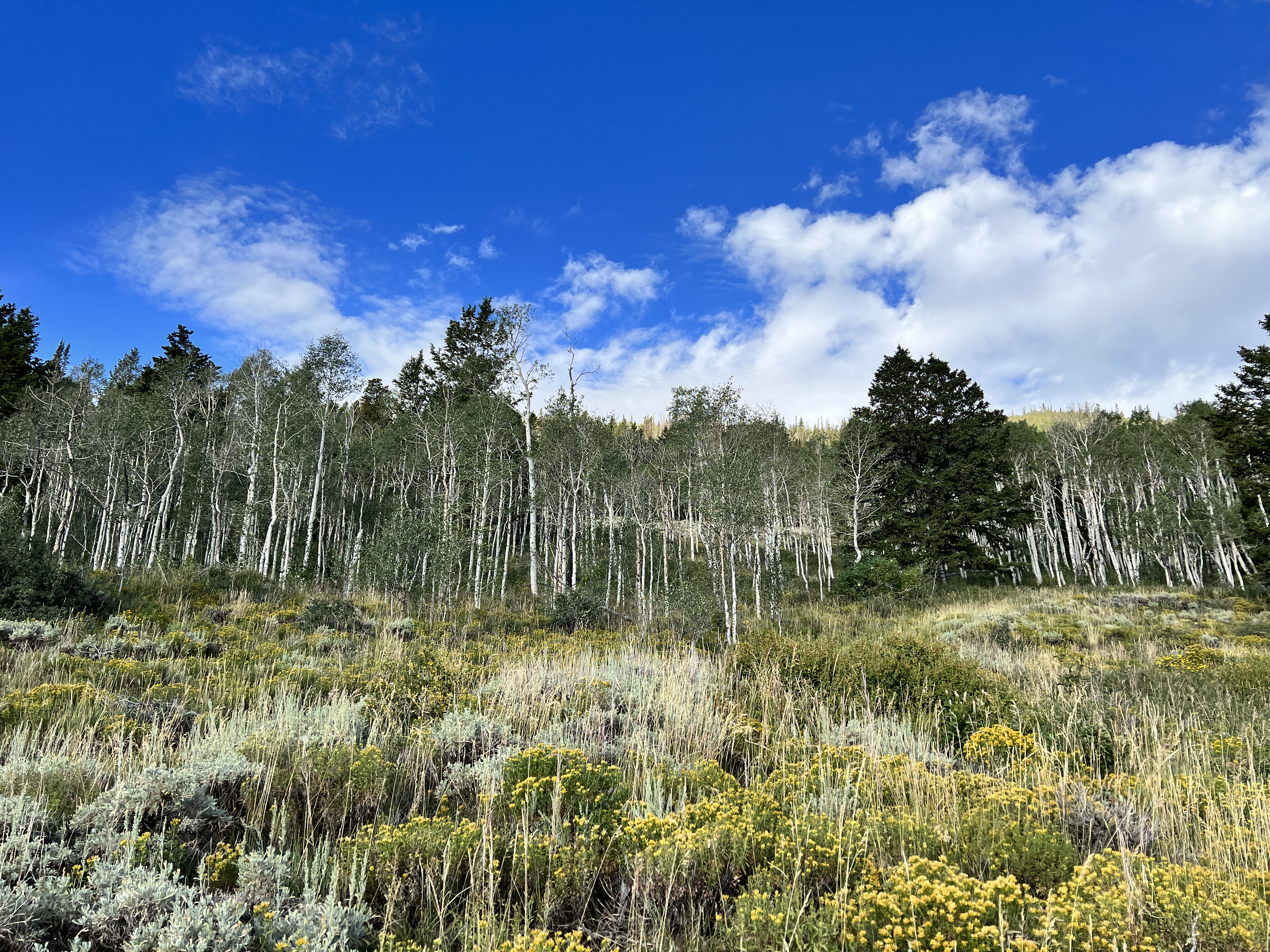 Aspen grove and wildflowers