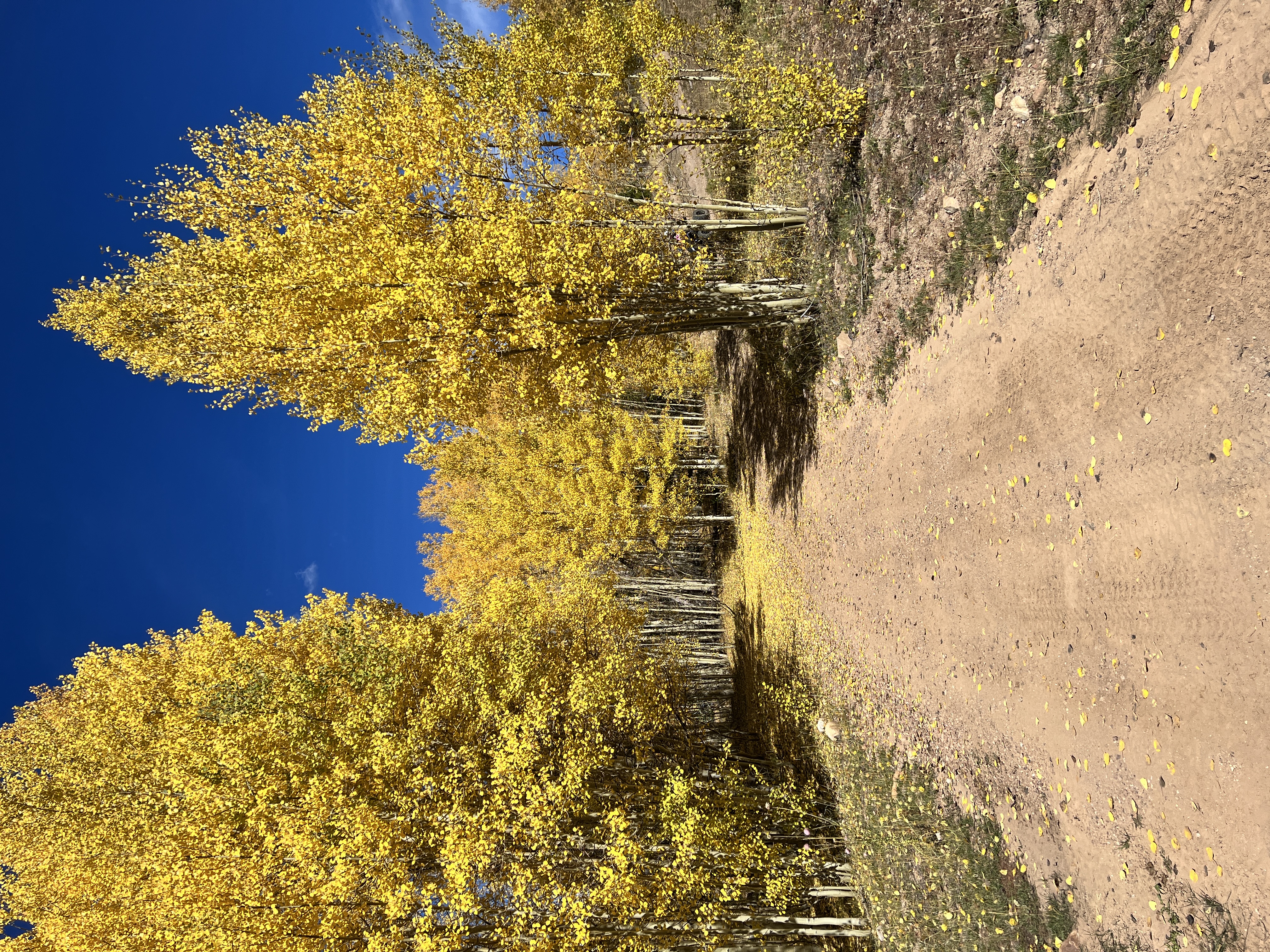 Golden aspen trail in the Uintas